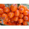 Rakytník řešetlákový 'Červená pochodeň'  Hippophae rhamnoides 'Červená pochodeň'