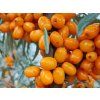 Rakytník řešetlákový 'Parád'  Hippophae rhamnoides 'Parád'