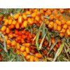 Rakytník řešetlákový 'Sudaruška'  Hippophae rhamnoides 'Sudaruška'