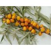 Rakytník řešetlákový 'Sudaruška'  Hippophae rhamnoides 'Sudaruška'