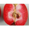Jabloň 'Weirouge'  Malus domestica 'Weirouge'