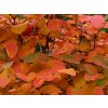 Černý jeřáb 'Autumn Magic'  Aronia melanocarpa 'Autumn Magic'
