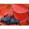 Černý jeřáb 'Autumn Magic'  Aronia melanocarpa 'Autumn Magic'