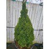 Picea glauca 'Blue Wonder' (3)