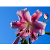 affe3e069817de64