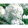 98402 1 98402 1 plamenka latnata david phlox paniculata david