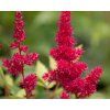 astilbe montgomery (3)