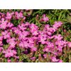 Saponaria Bressingham