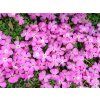 Mydlice 'Bressingham' - Saponaria x hybr. 'Bressingham'  Saponaria x hybr. 'Bressingham'