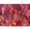 CORNUS ALBA SIBIRICA 5611
