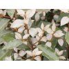 Hlošina Ebbingeova 'Compacta'  Elaeagnus x ebbingei 'Compacta'